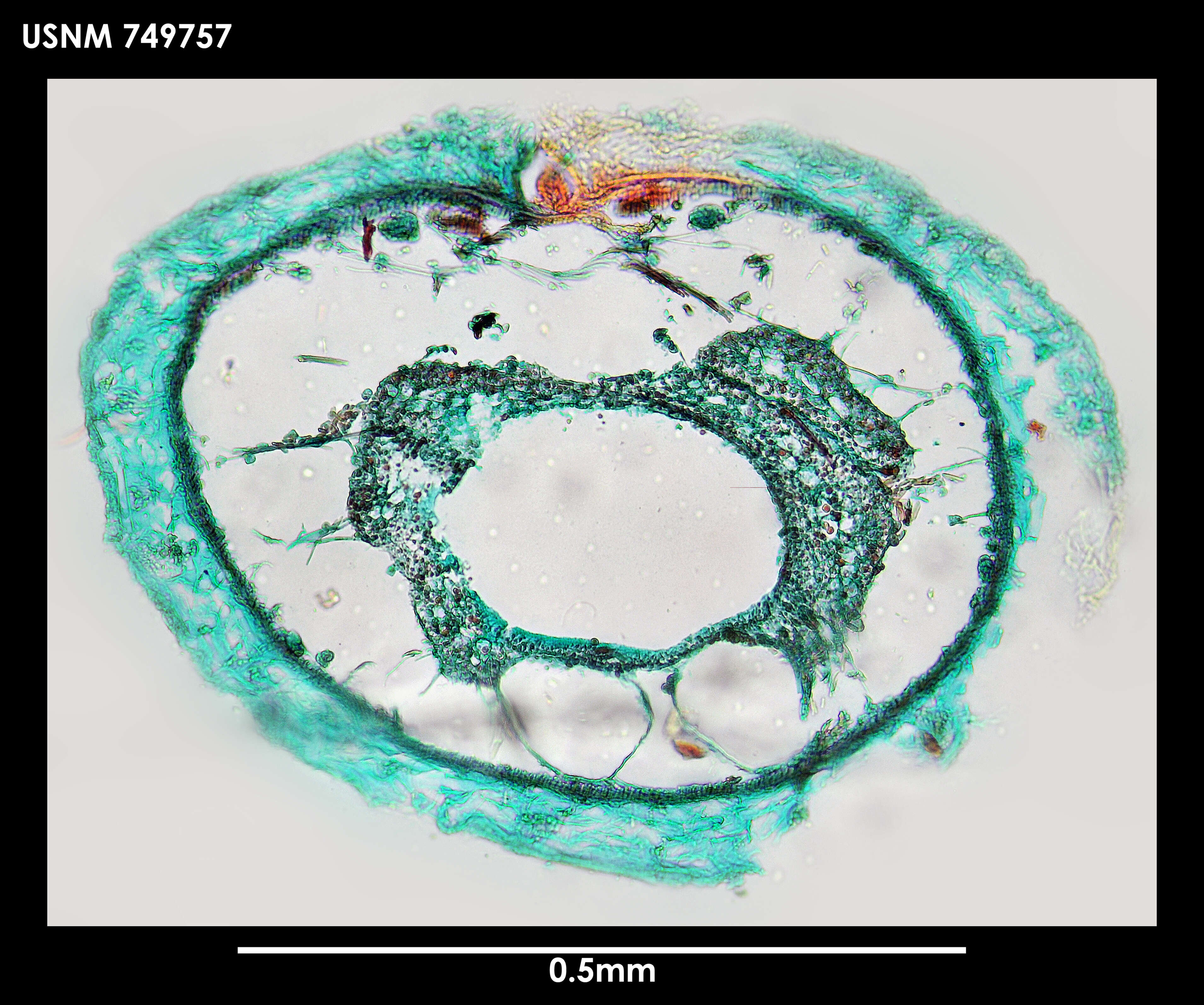 Image of Dorymenia acutidentata Salvini-Plawen 1978