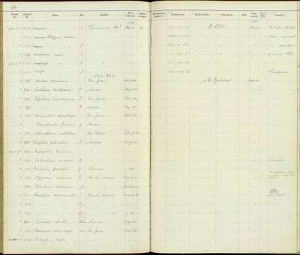 Image of Todirostrum cinereum finitimum Bangs 1904