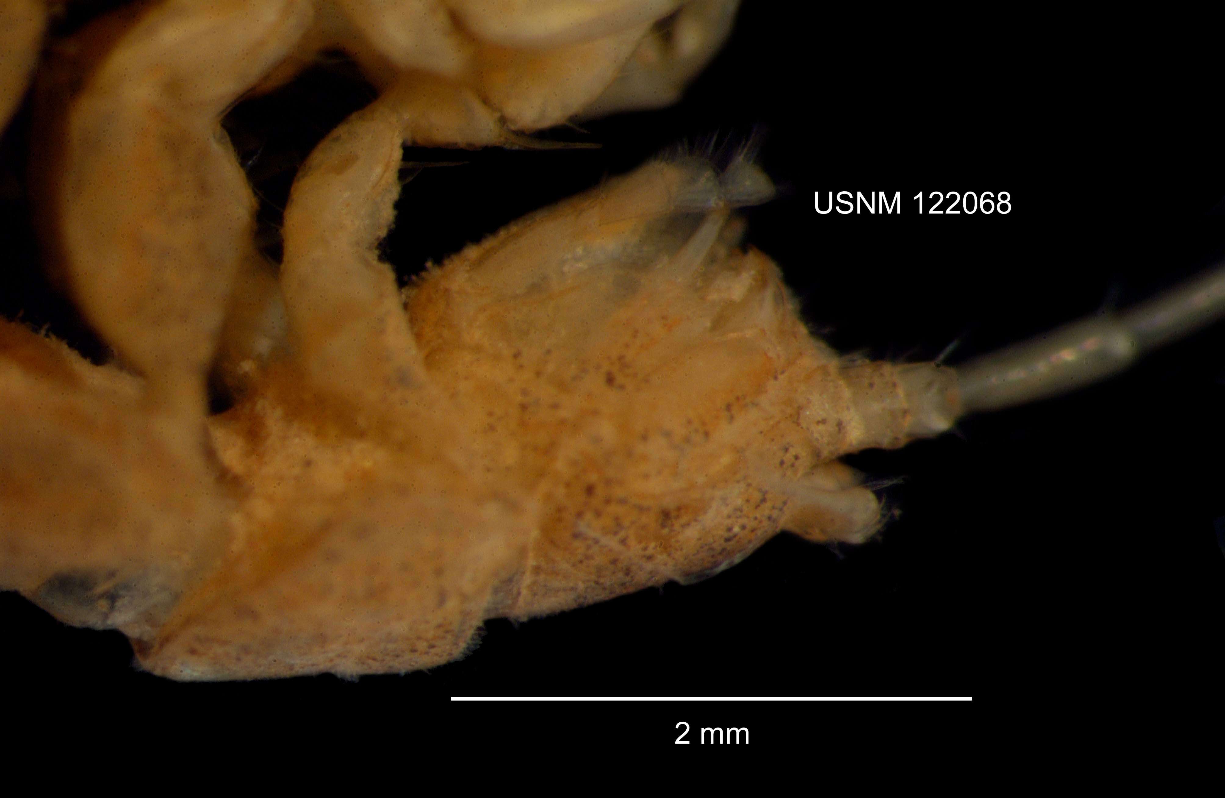 Image of <i>Caecidotea <i>racovitzai</i></i> racovitzai (Williams 1970)