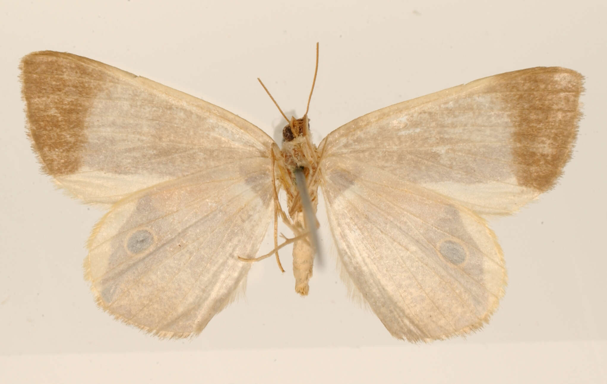 Imagem de <i>Ophthalmophora phrynearia</i> Schaus