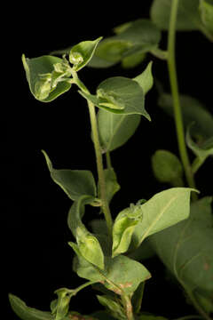 Image of Jacquemontia mexicana (Loes.) Standl. & Steyerm.