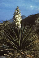 Image of Schott's yucca