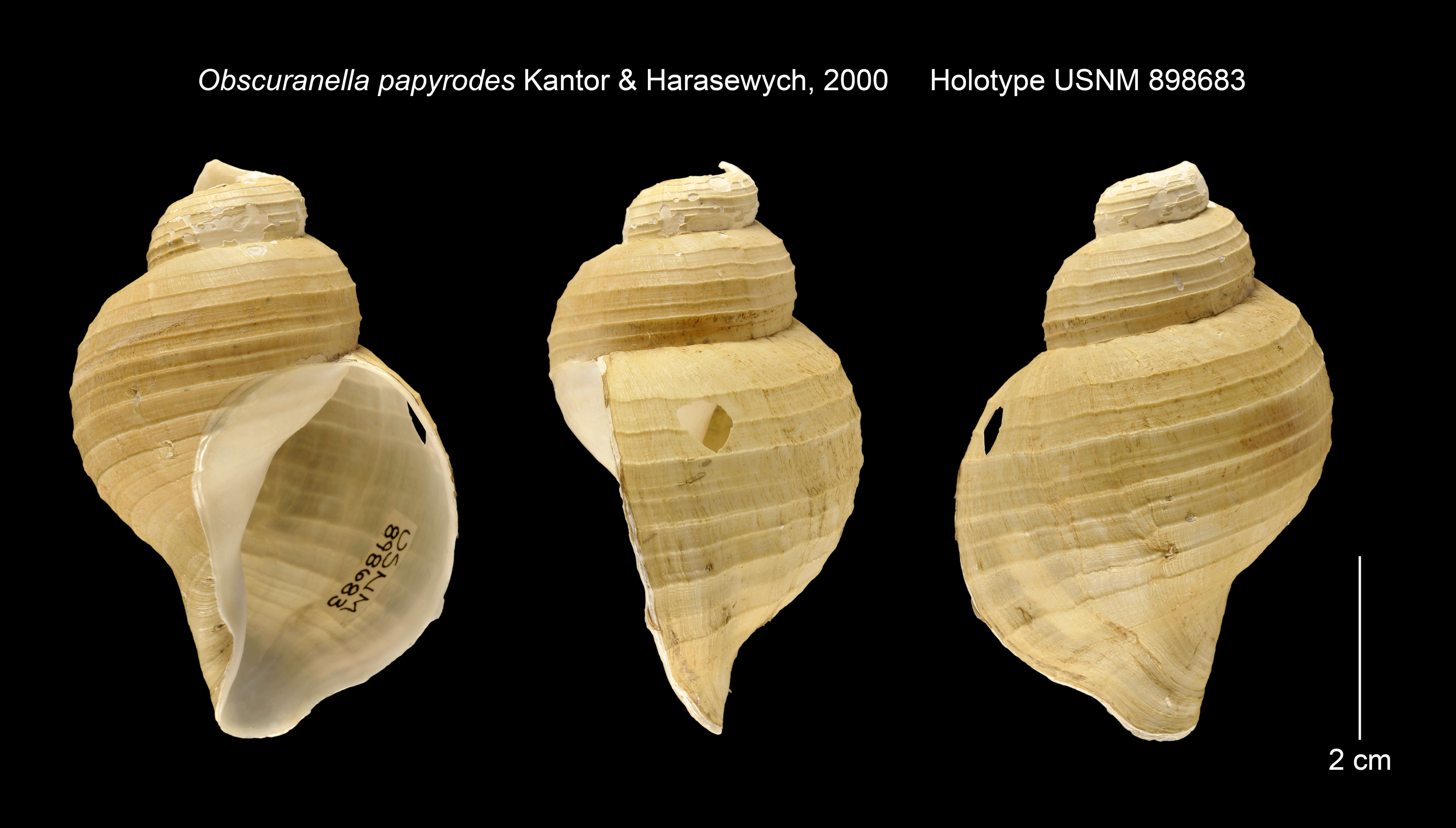 Image of Obscuranella papyrodes Kantor & Harasewych 2000