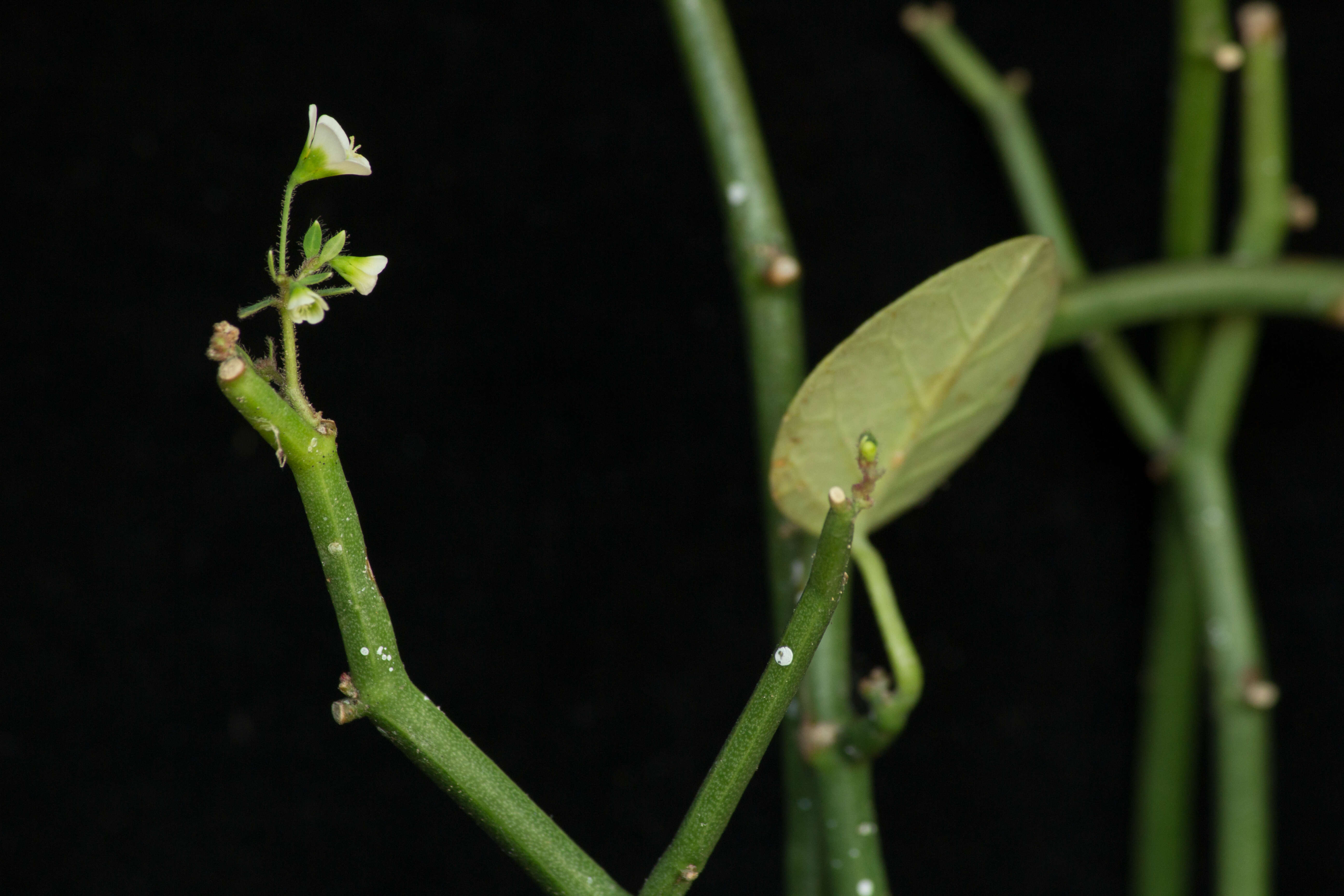 Image of Euphorbia guiengola W. R. Buck & Huft