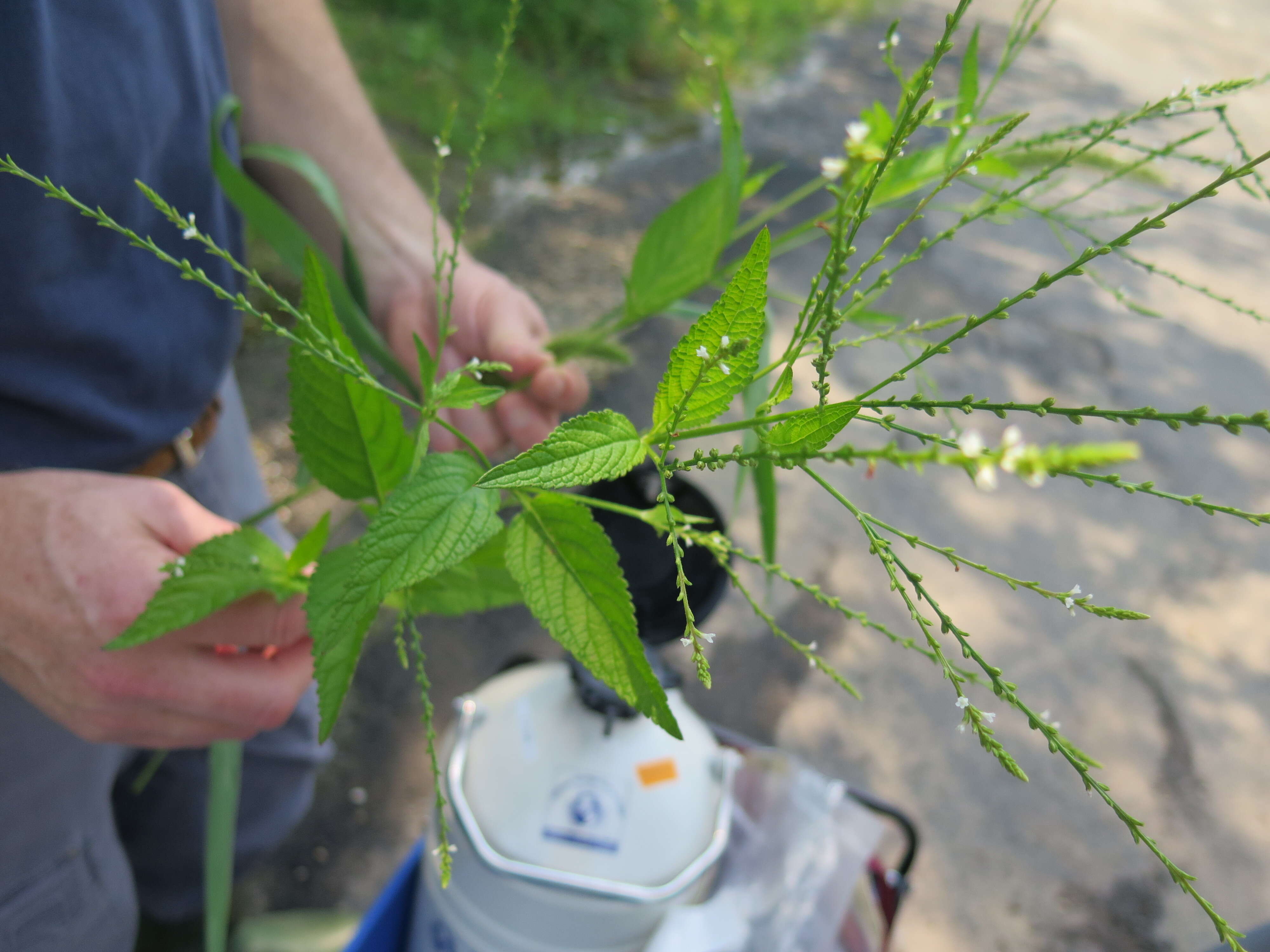 Image of white vervain