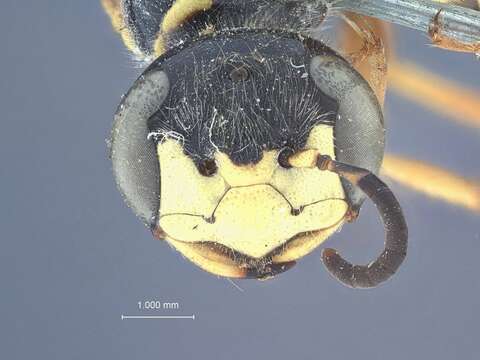 Image of Philanthus barbatus F. Smith 1856