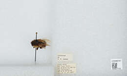 Image of Bombus ephippiatus Say 1837