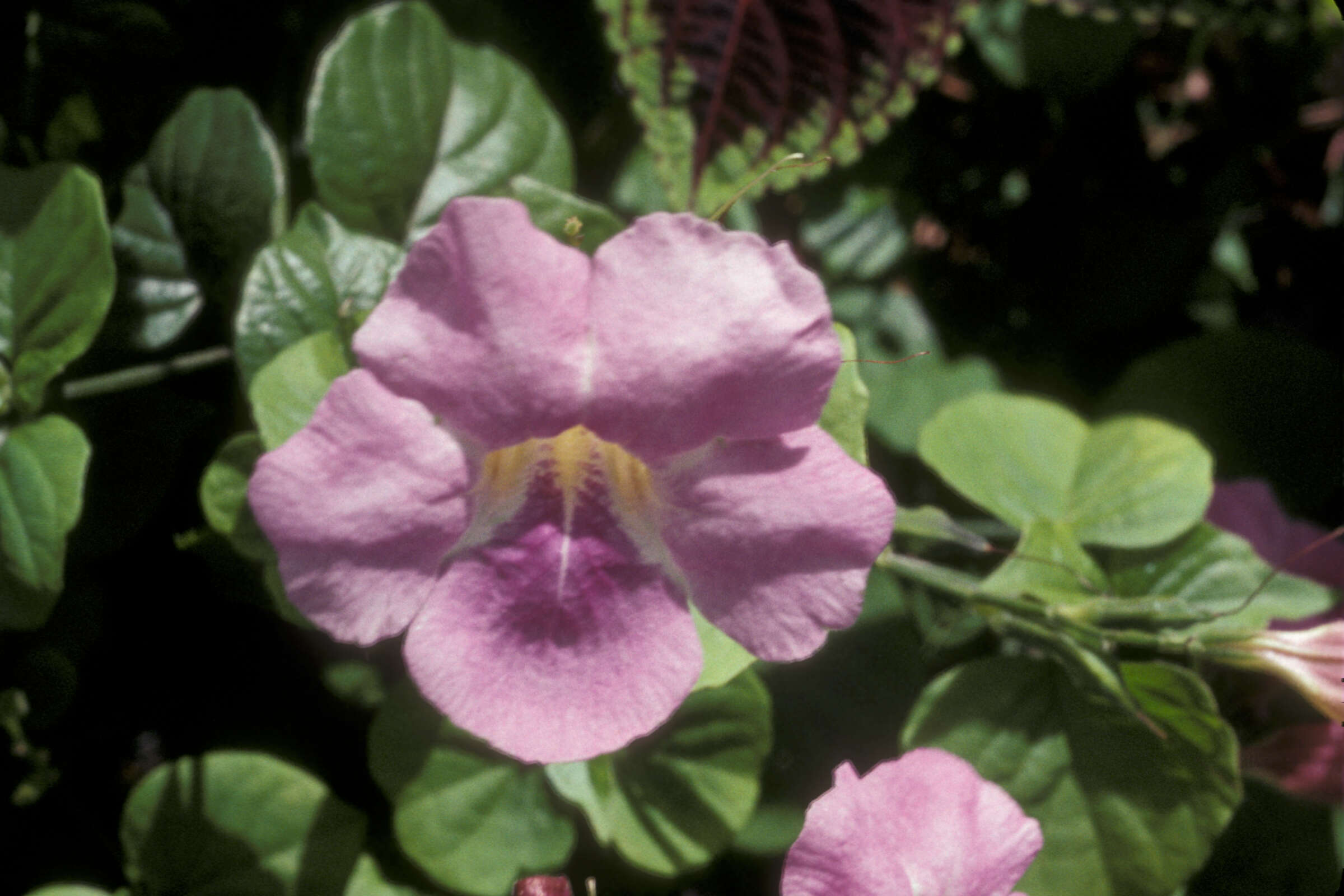 Image of Chinese violet