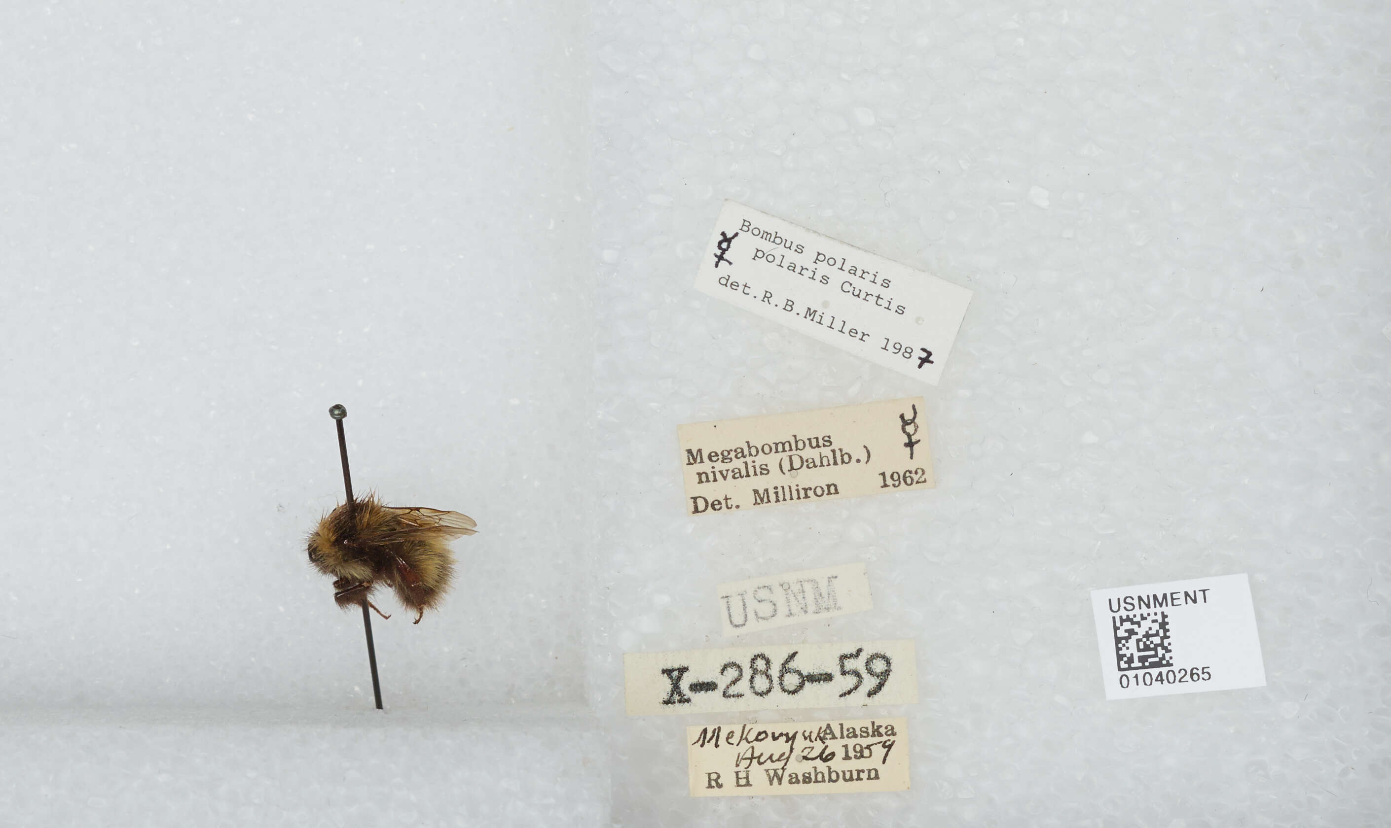 Image of Polar Bumble Bee