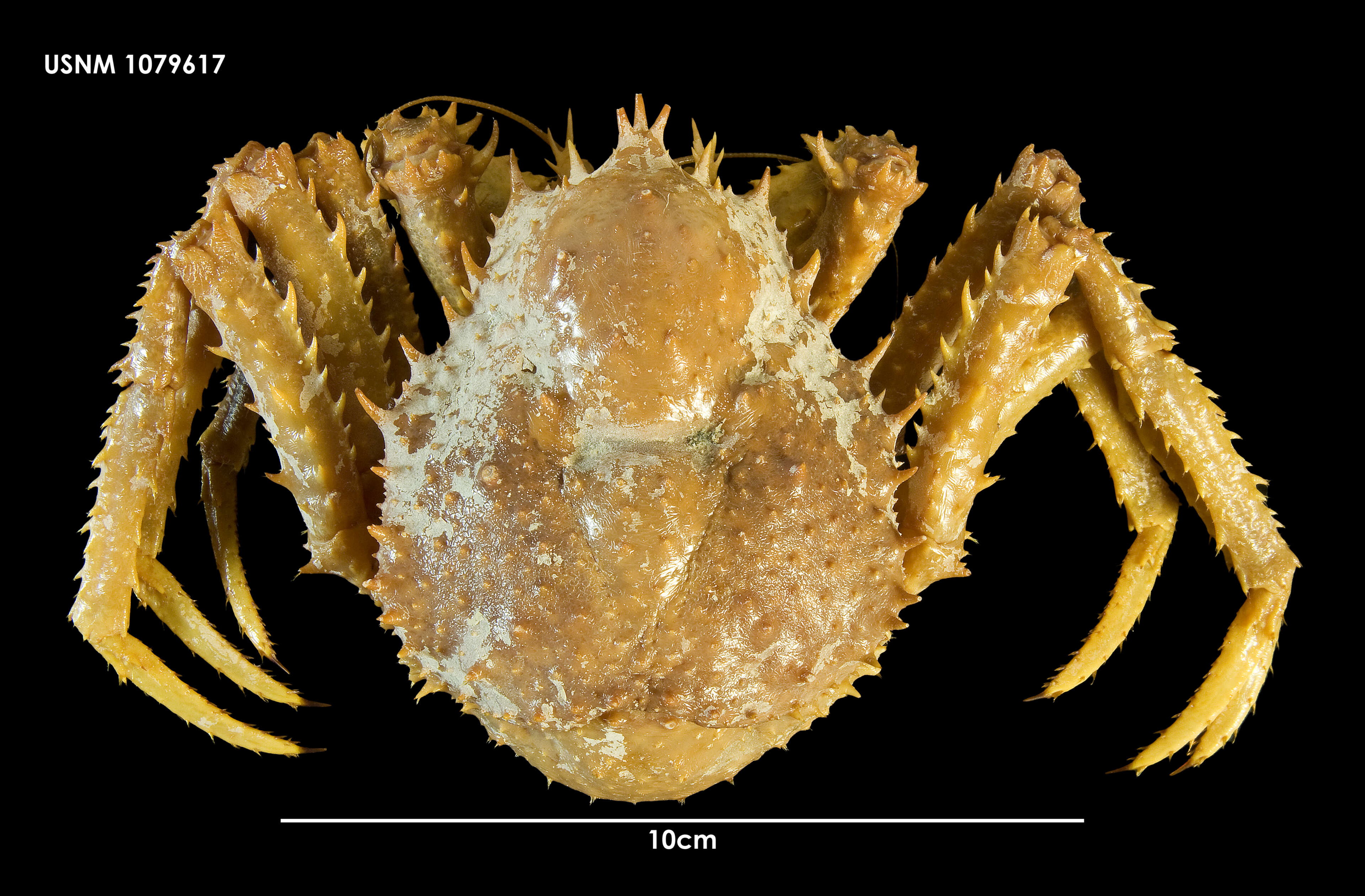 Image of Paralomis anamerae Macpherson 1988