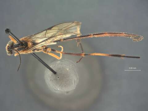 Image of Eiphosoma aztecum Cresson 1874