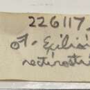 Sivun Exilioidea rectirostris (Carpenter 1864) kuva