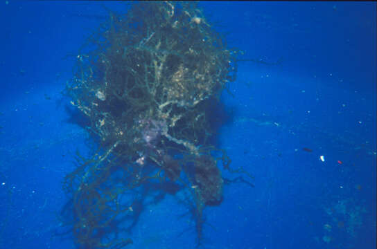 Image of Hydroclathrus tenuis