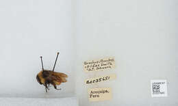 Image of Bombus opifex Smith 1879