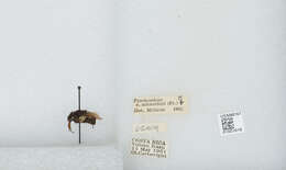 Image of Bombus ephippiatus Say 1837