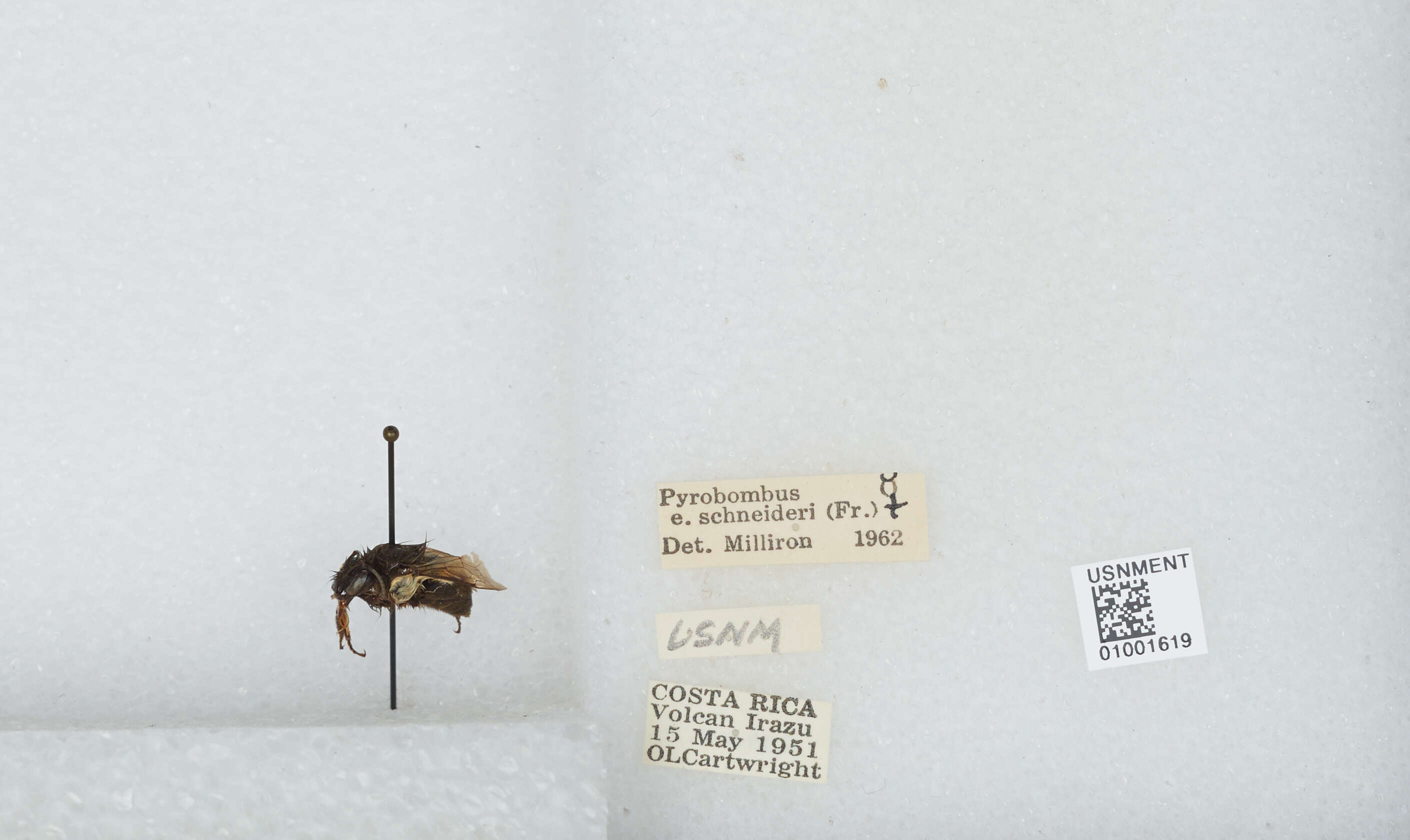 Image of Bombus ephippiatus Say 1837