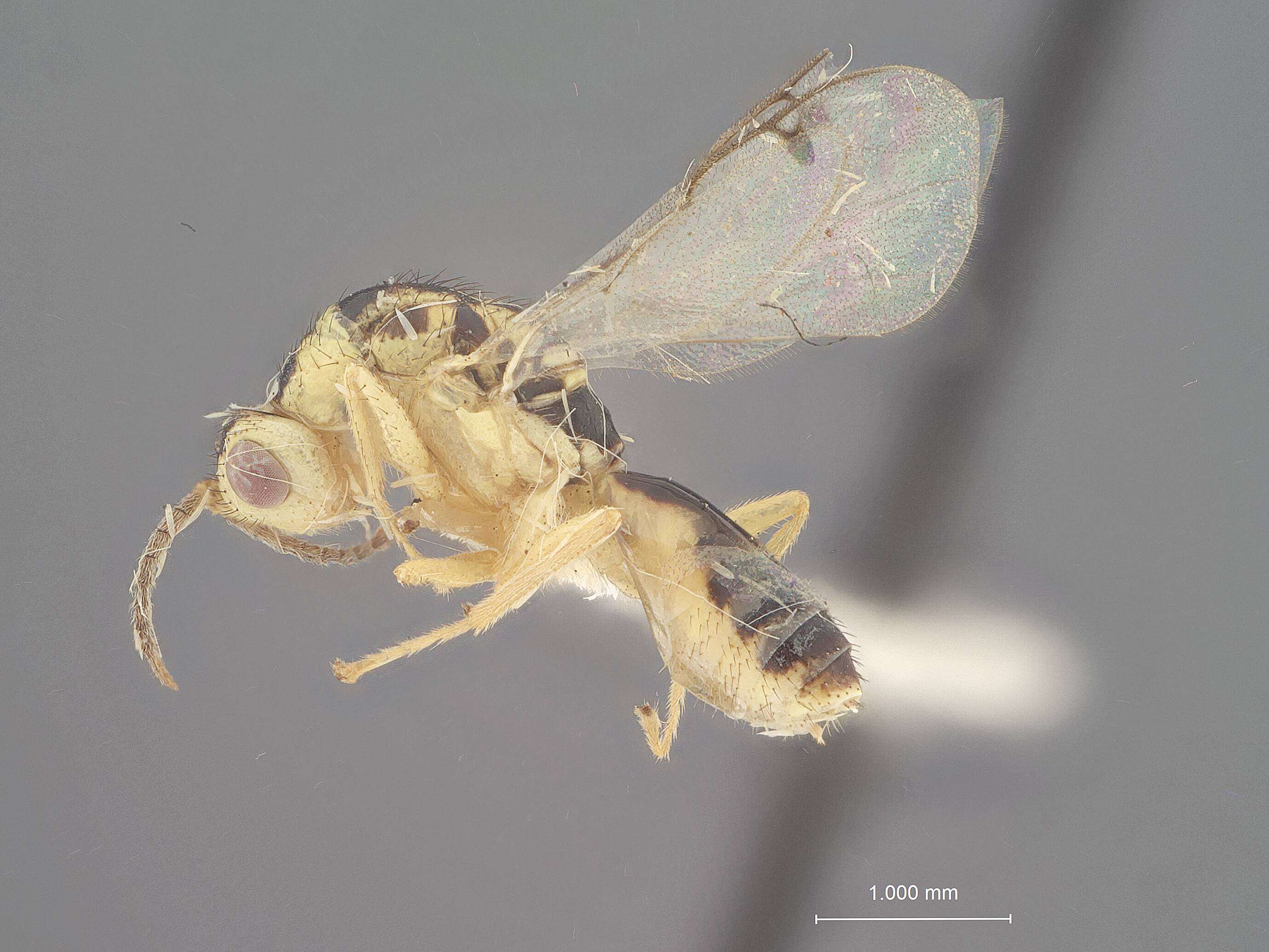 Image of Megastigmus nigrodorsatus Milliron