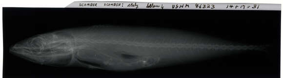 Image of Atlantic Mackerel