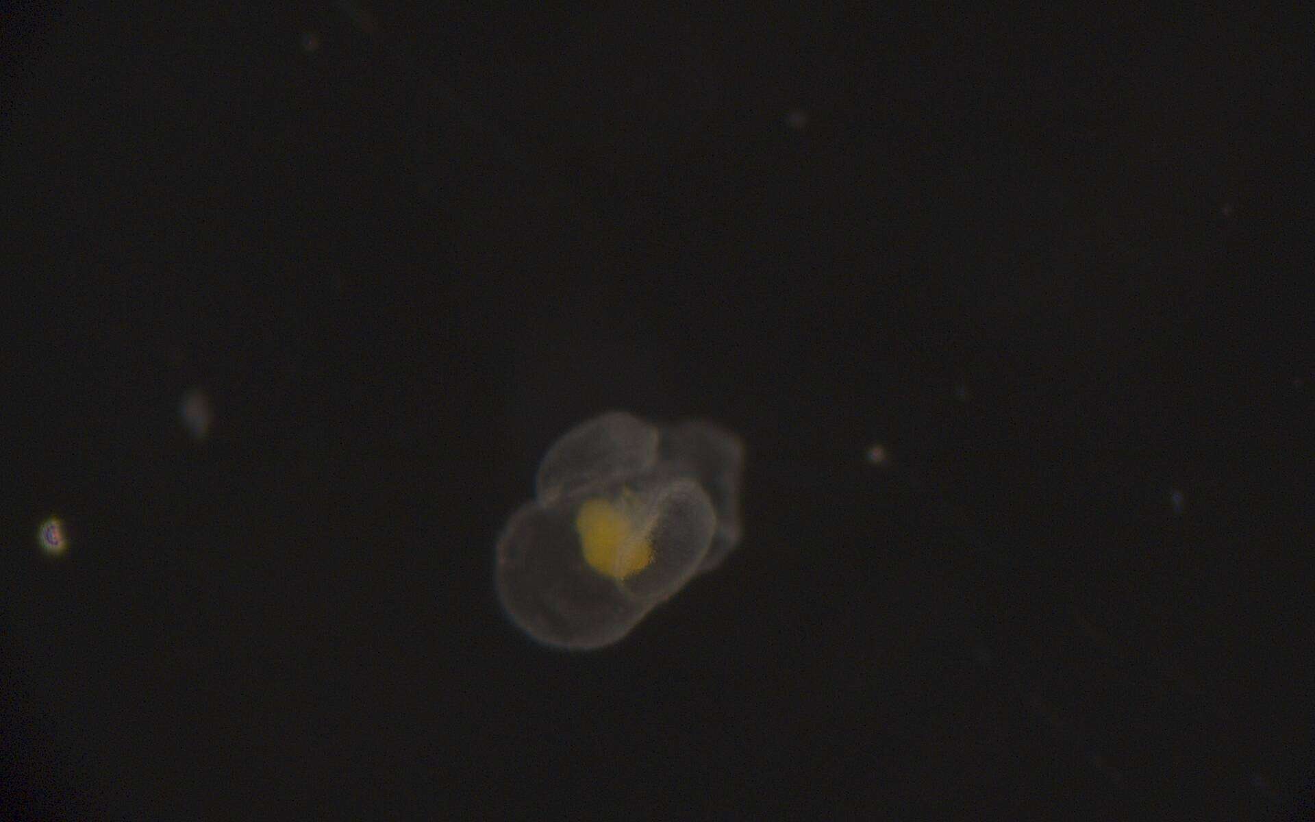 Image of Heteronemertea