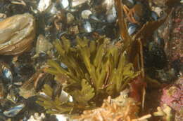 Image of Phaeophyceae
