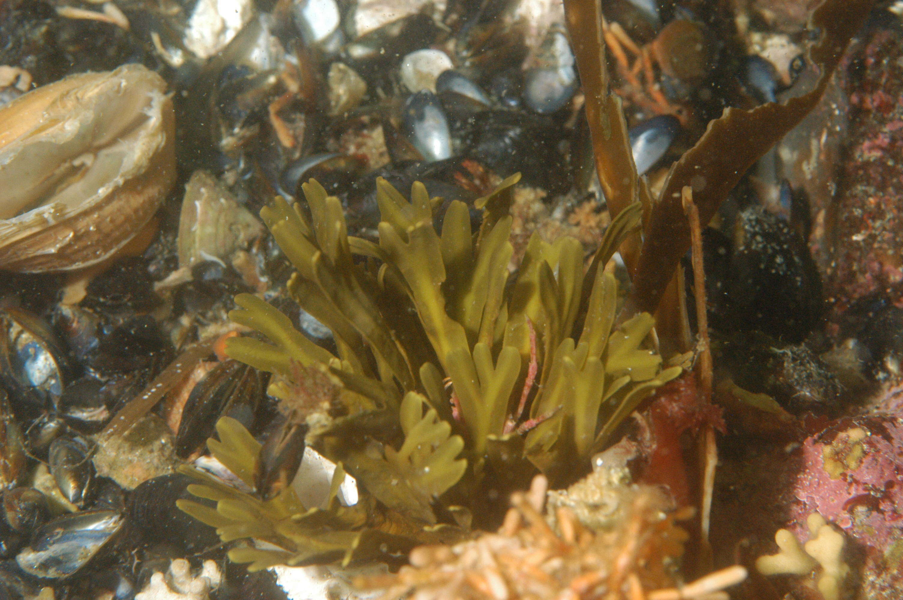 Image of Phaeophyceae