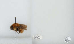 Image of Bombus ephippiatus Say 1837