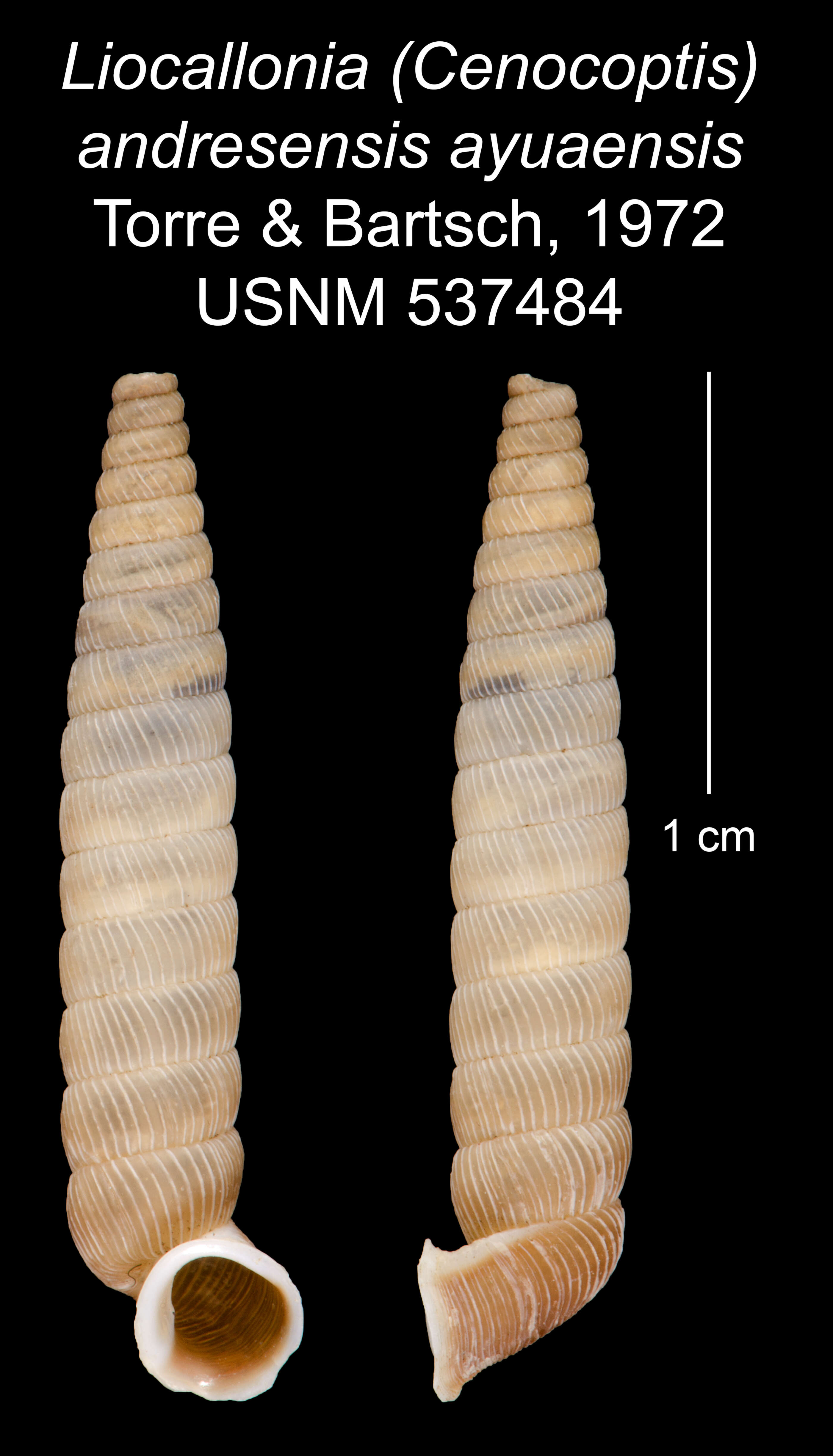 Plancia ëd Liocallonia andresensis ayuaensis C. Torre & Bartsch 1972