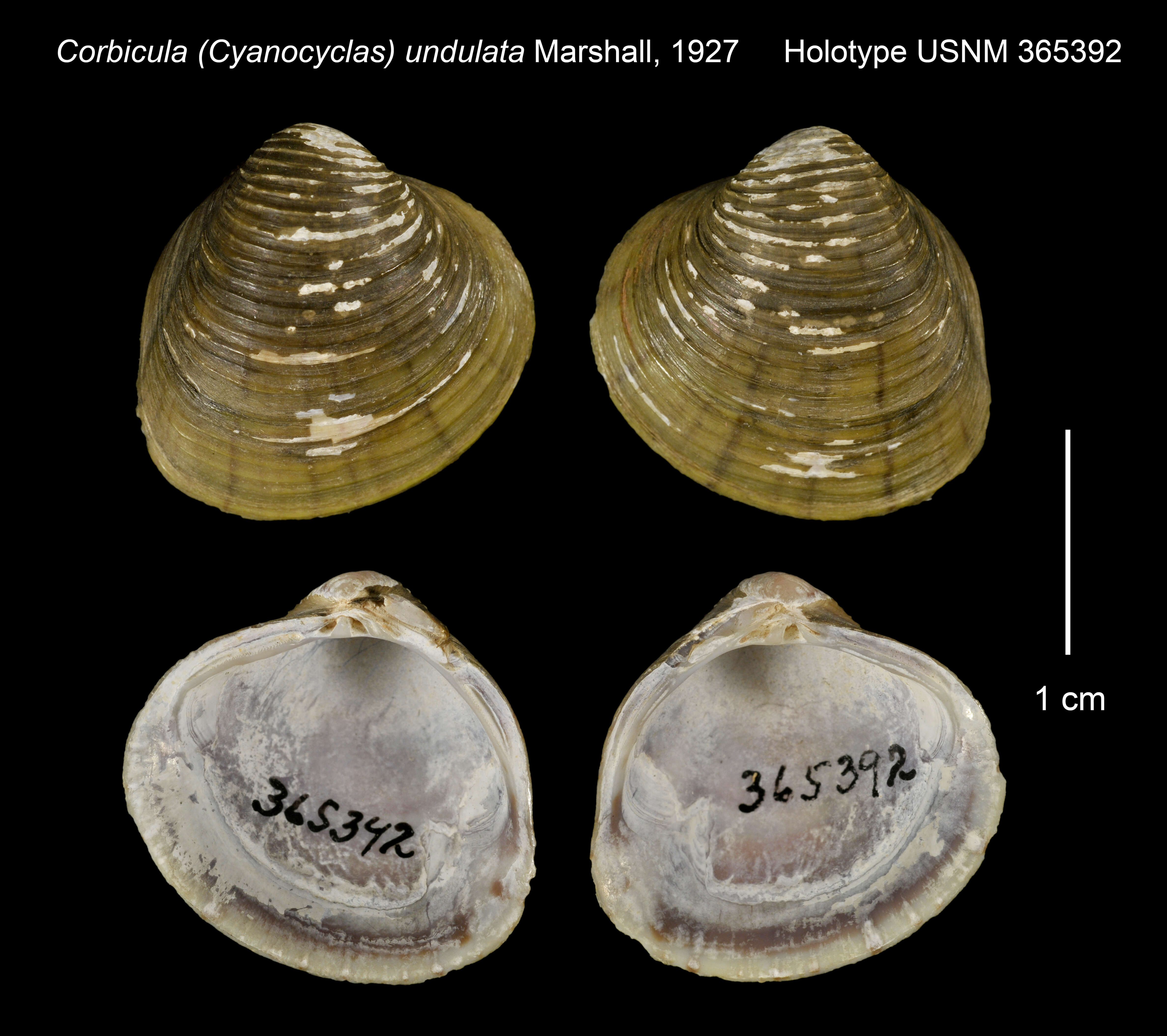 Image of Corbicula (Cyanocyclas) undulata Marshall