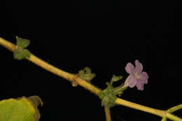 Image of Ruellia inundata Kunth