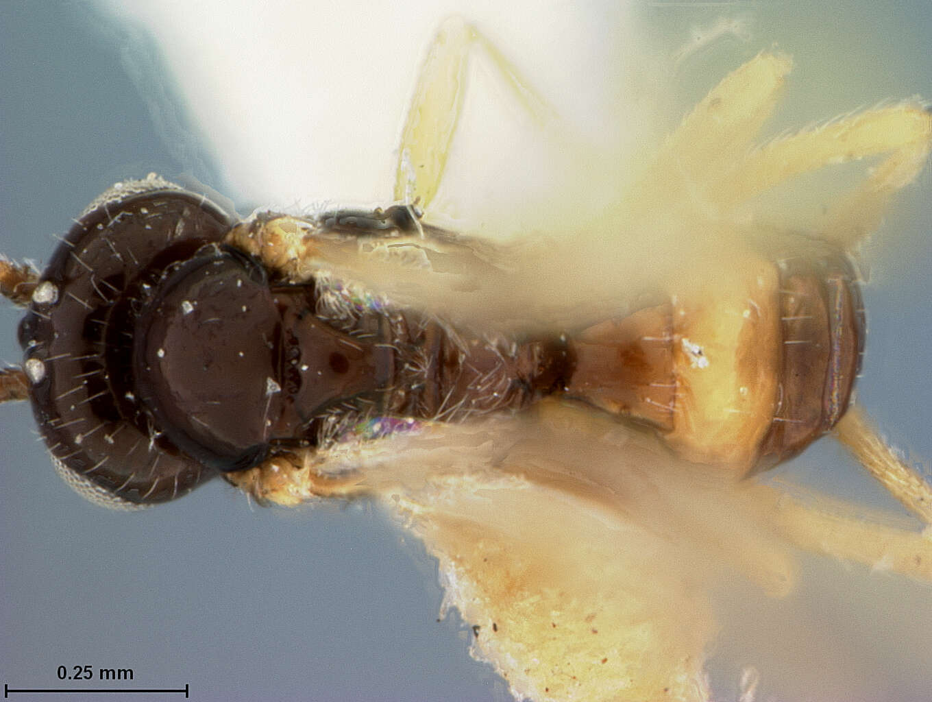 Image of Parasitoid wasp