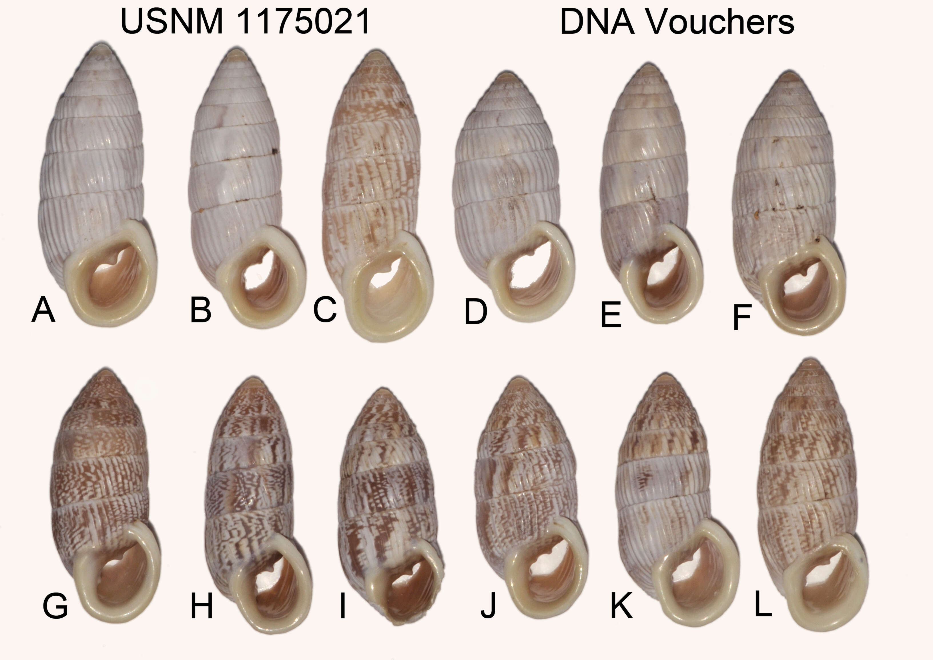 Image de Cerion tridentatum costellata