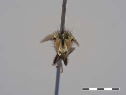 صورة Spathimyia ferox Townsend