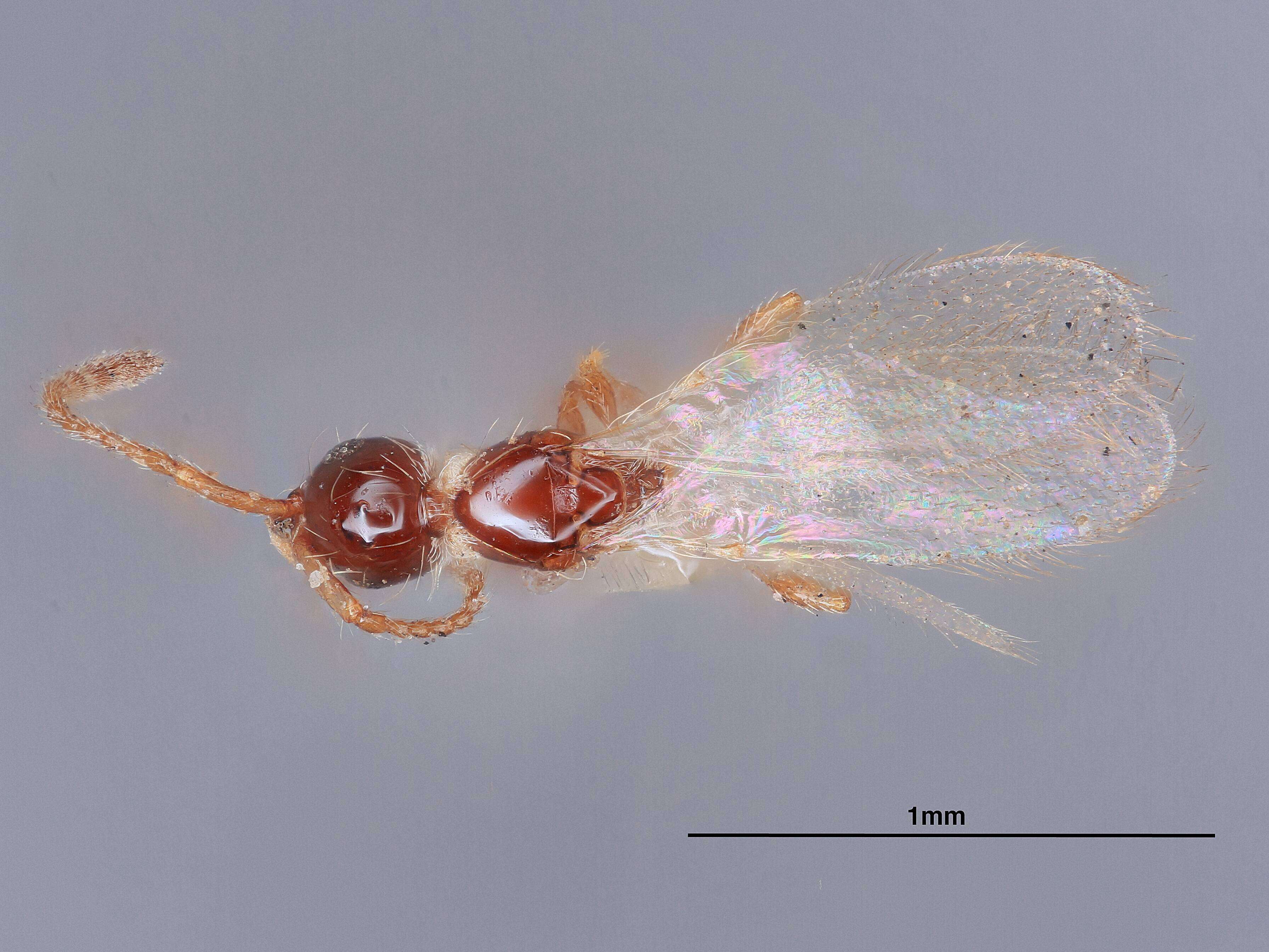 Image of Trichopria pacifica Ashmead 1893