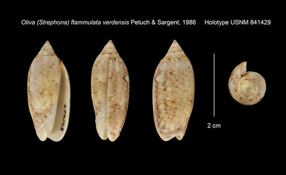 Image of Oliva flammulata dolicha Locard 1897