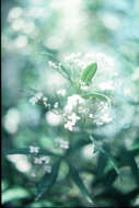 Image of Zieria arborescens Sims
