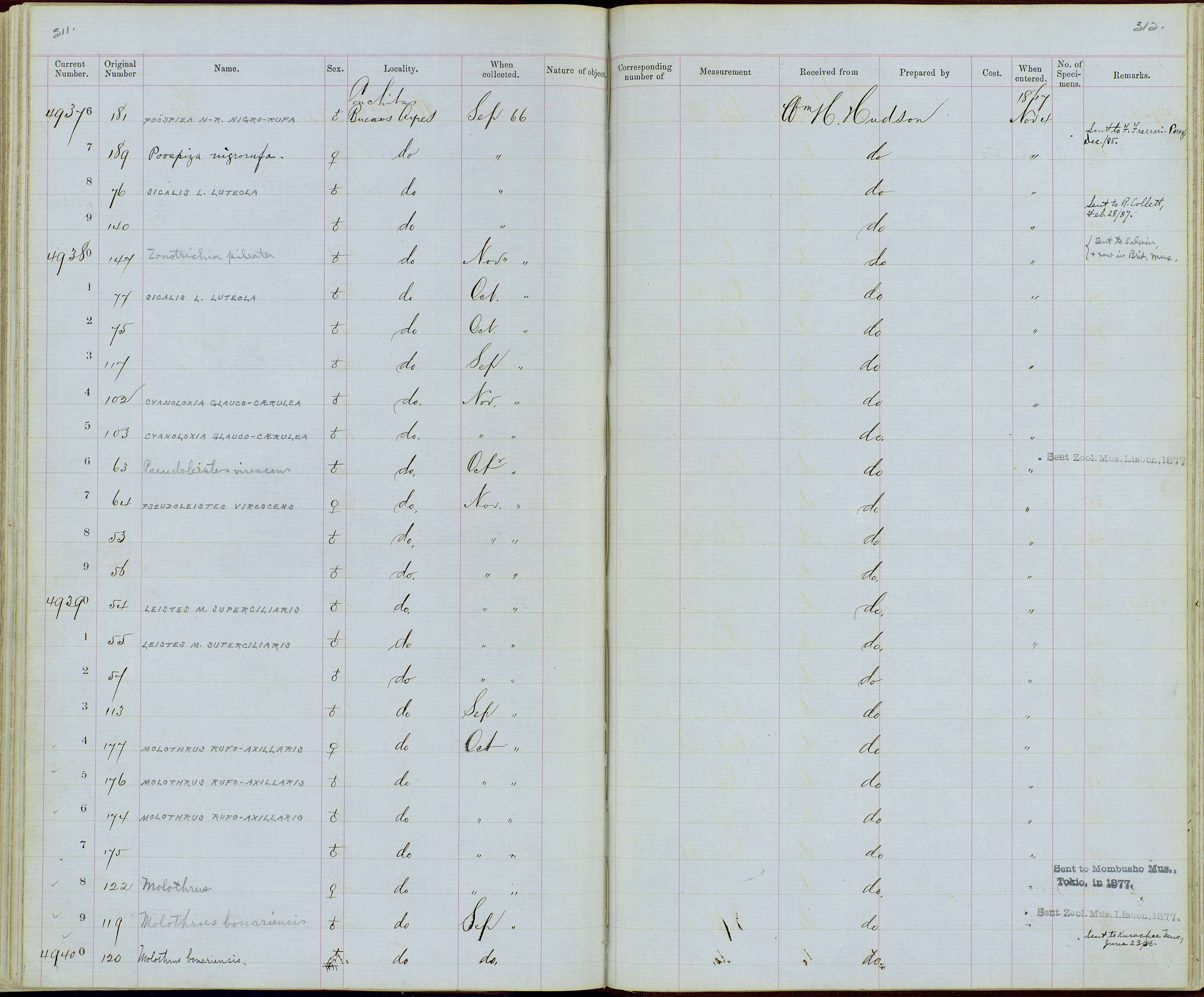 Слика од Pseudoleistes Sclater & PL 1862