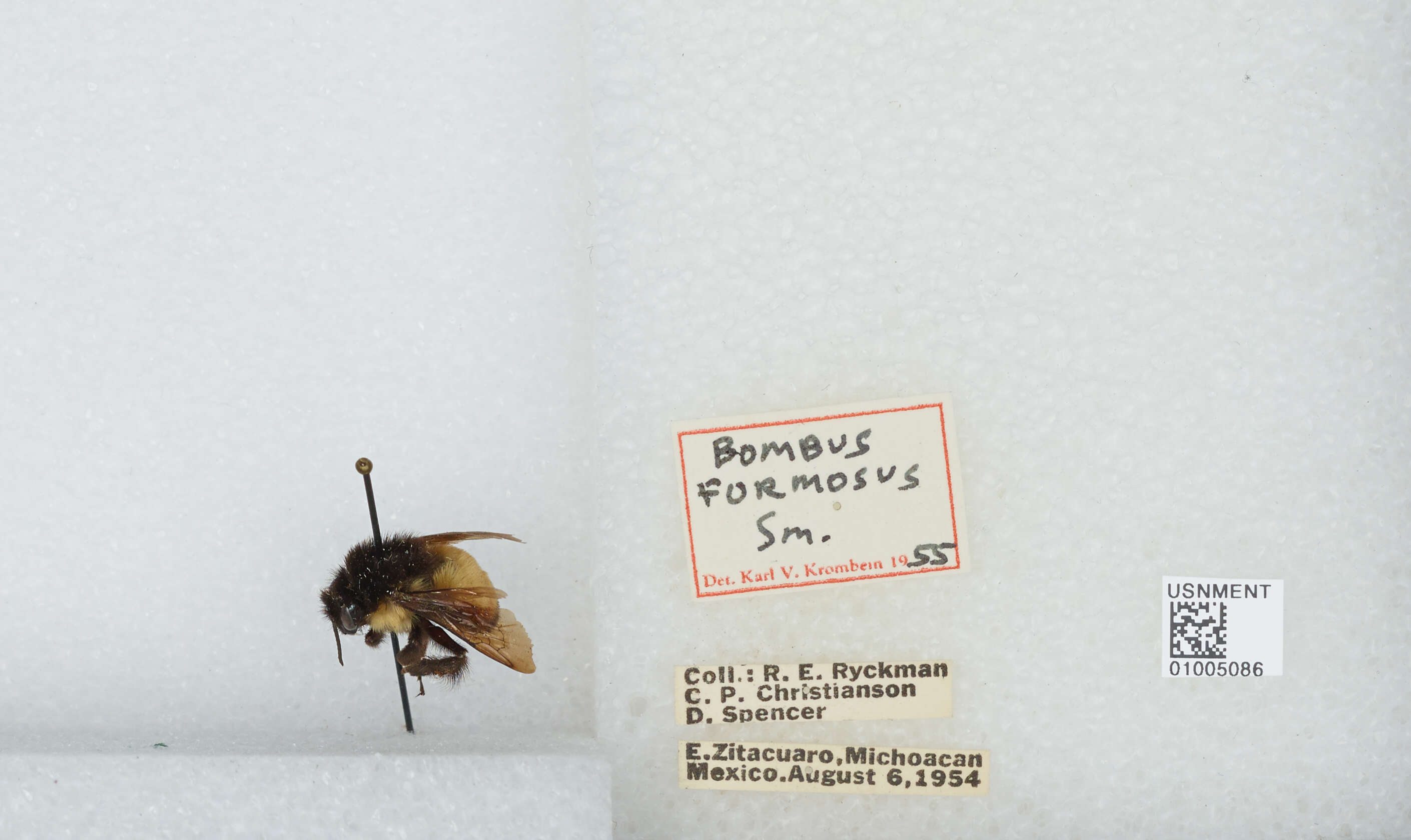 Image of Bombus ephippiatus Say 1837