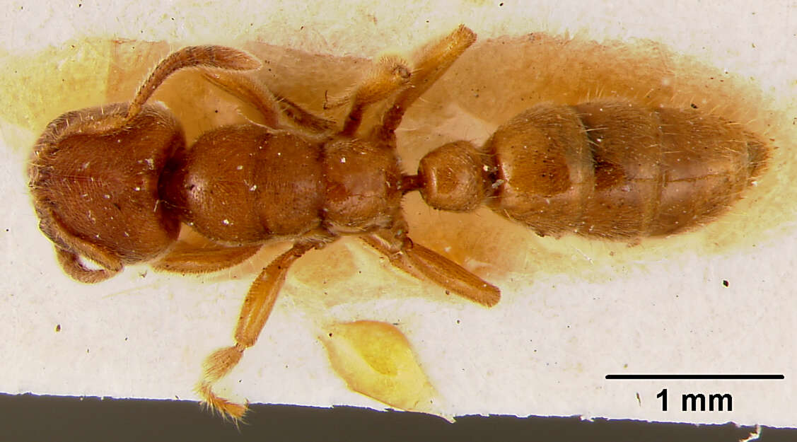 Imagem de Typhlomyrmex rogenhoferi race robustus Emery