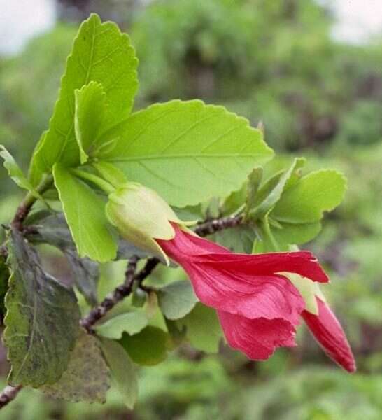 Image of red rosemallow