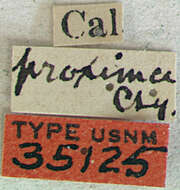 Image of Brachysomida californica proxima Casey 1913