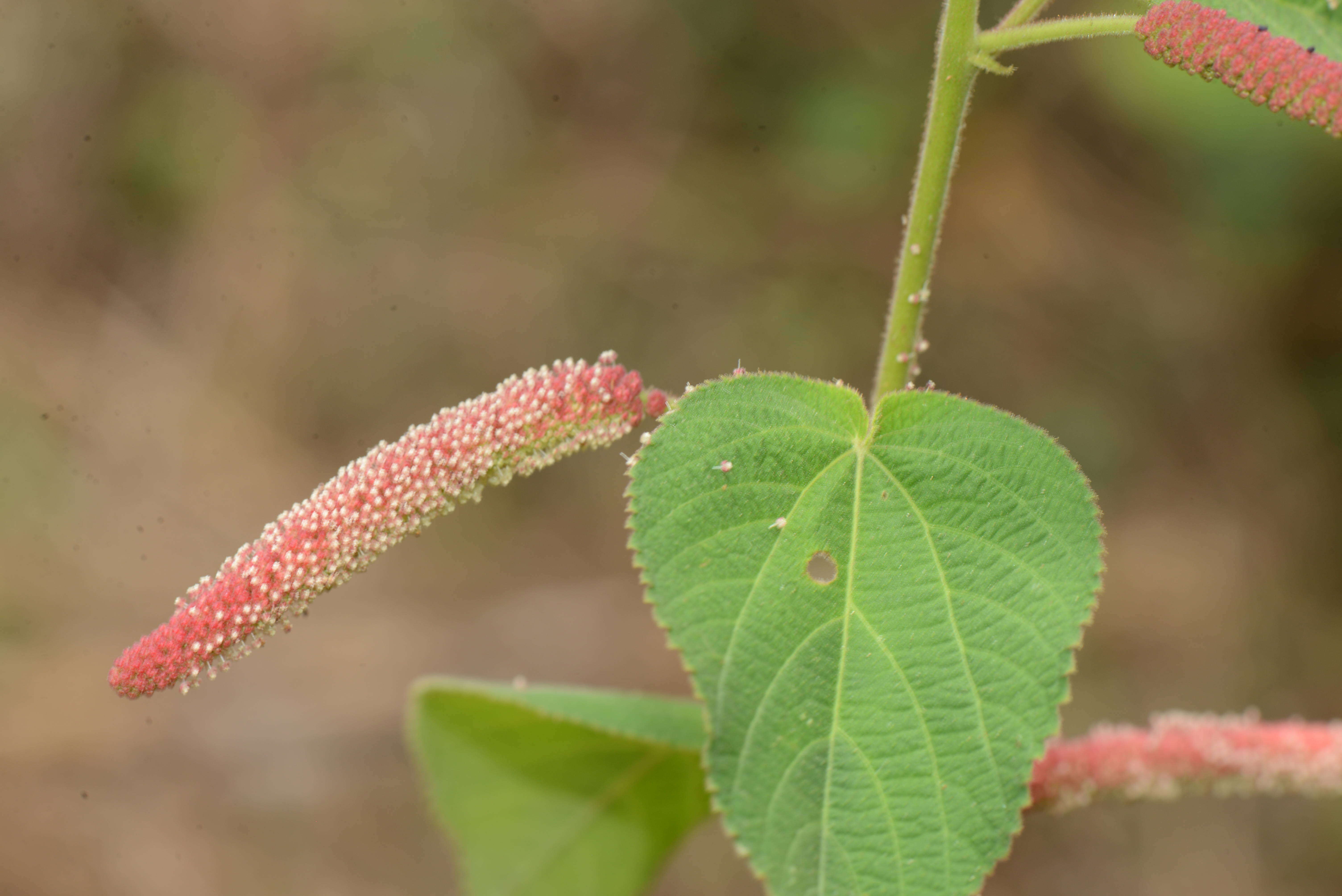 Image de Acalypha lovelandii (McVaugh) McVaugh