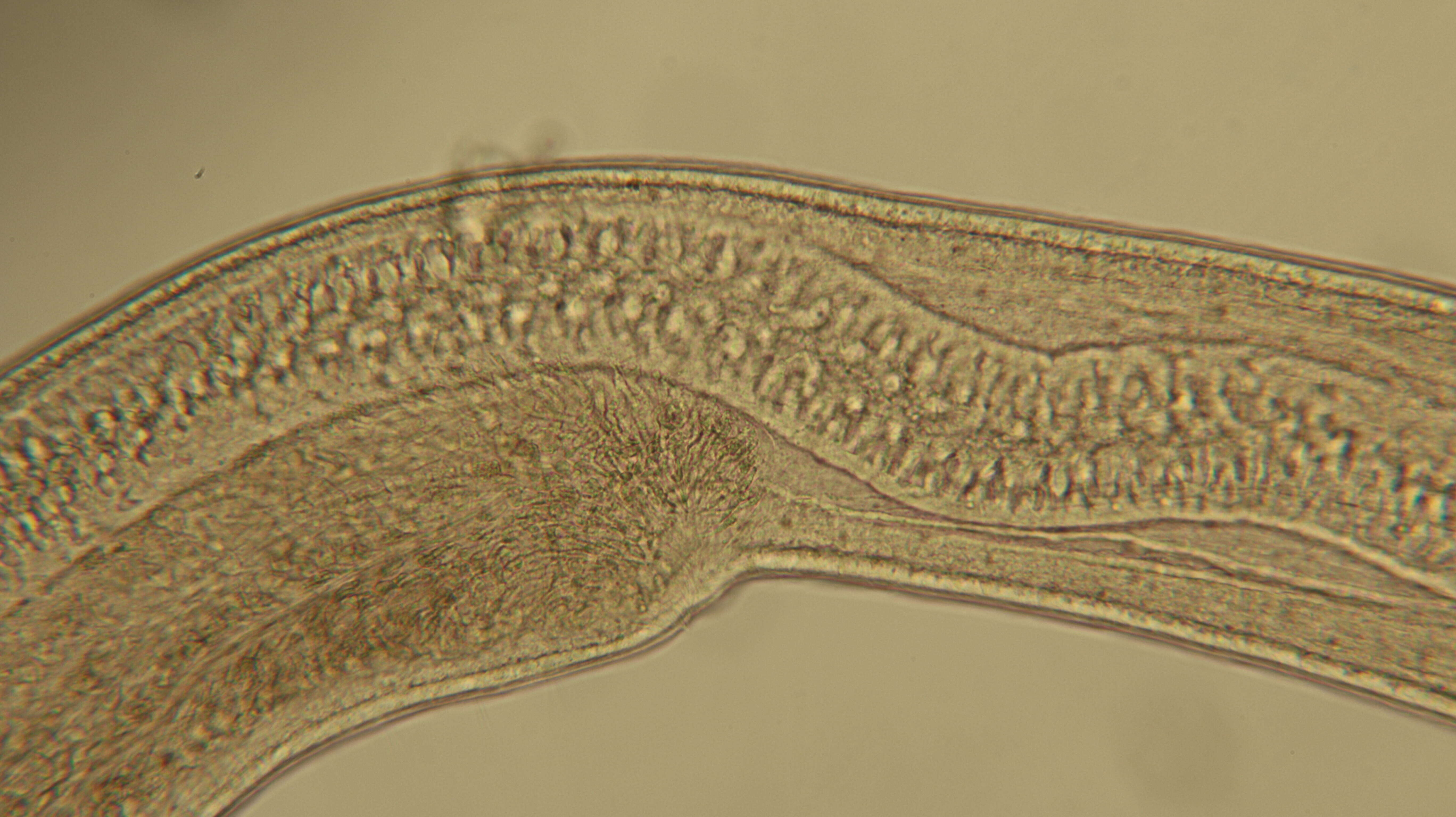 Image of Cephalothricidae