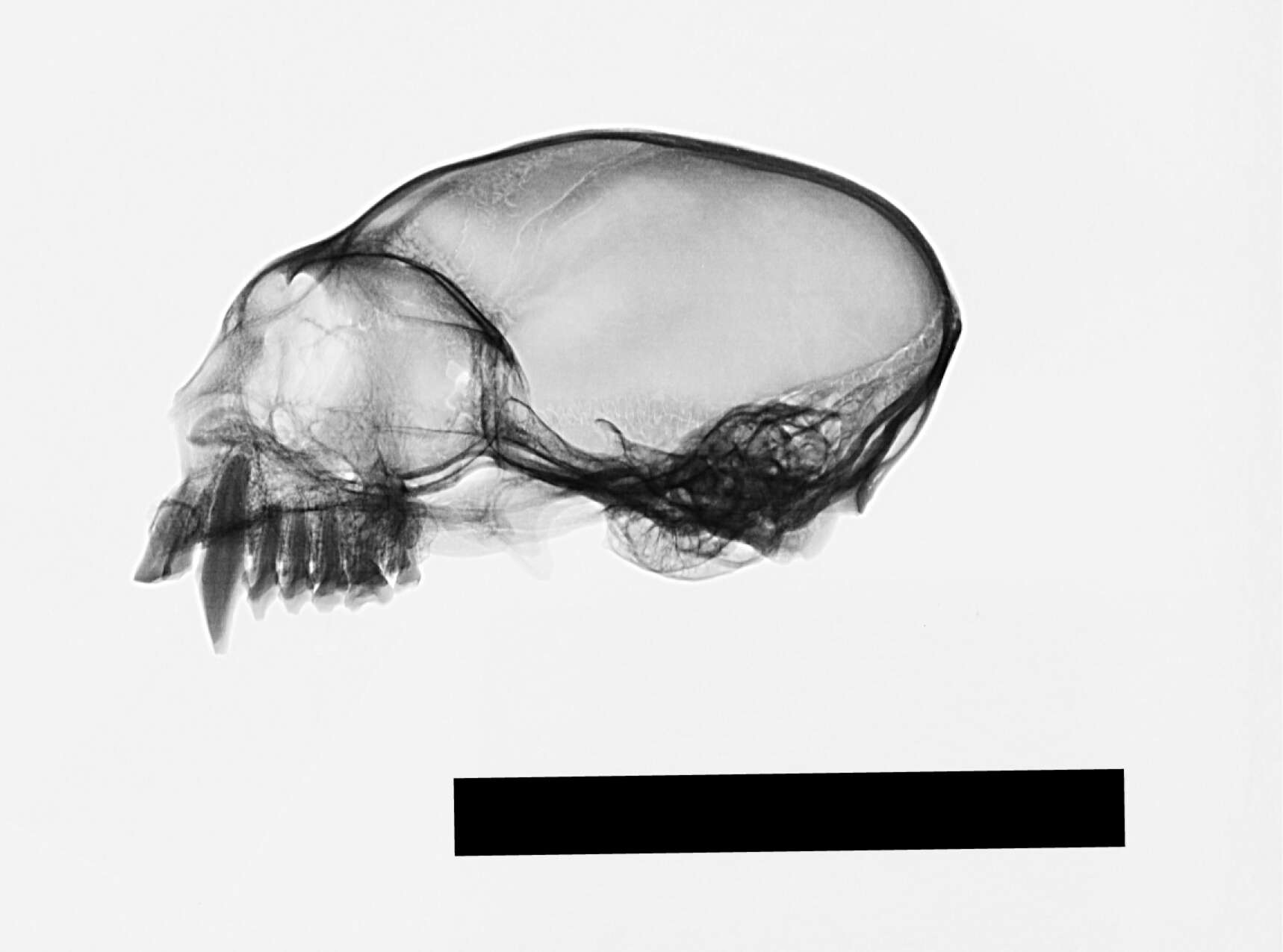 Image of Geoffroy's tamarin