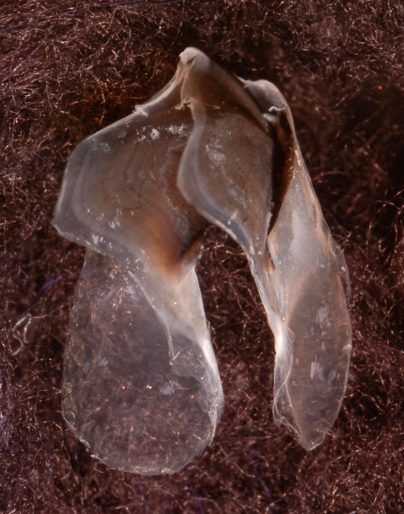 Image of Discoteuthis discus Young & Roper 1969