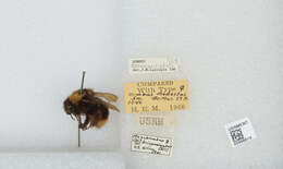 Image of Bombus trinominatus Dalla Torre 1890