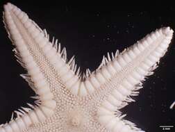 Image of Astropecten cingulatus Sladen 1883