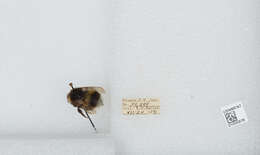 Image of White-tailed bumblebee