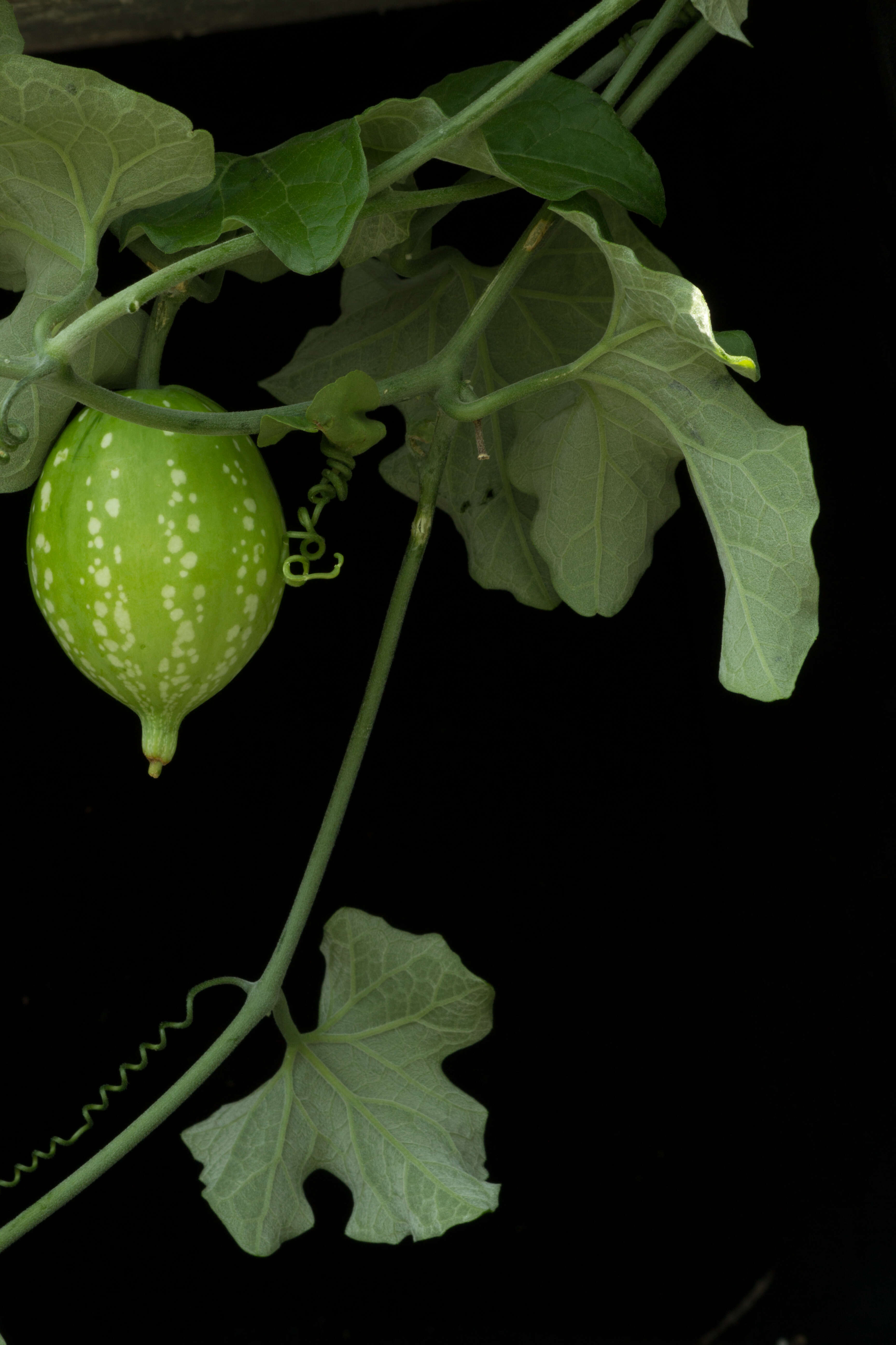 Image of Ibervillea hypoleuca (Standl.) C. Jeffrey