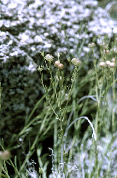 Image of rough menodora