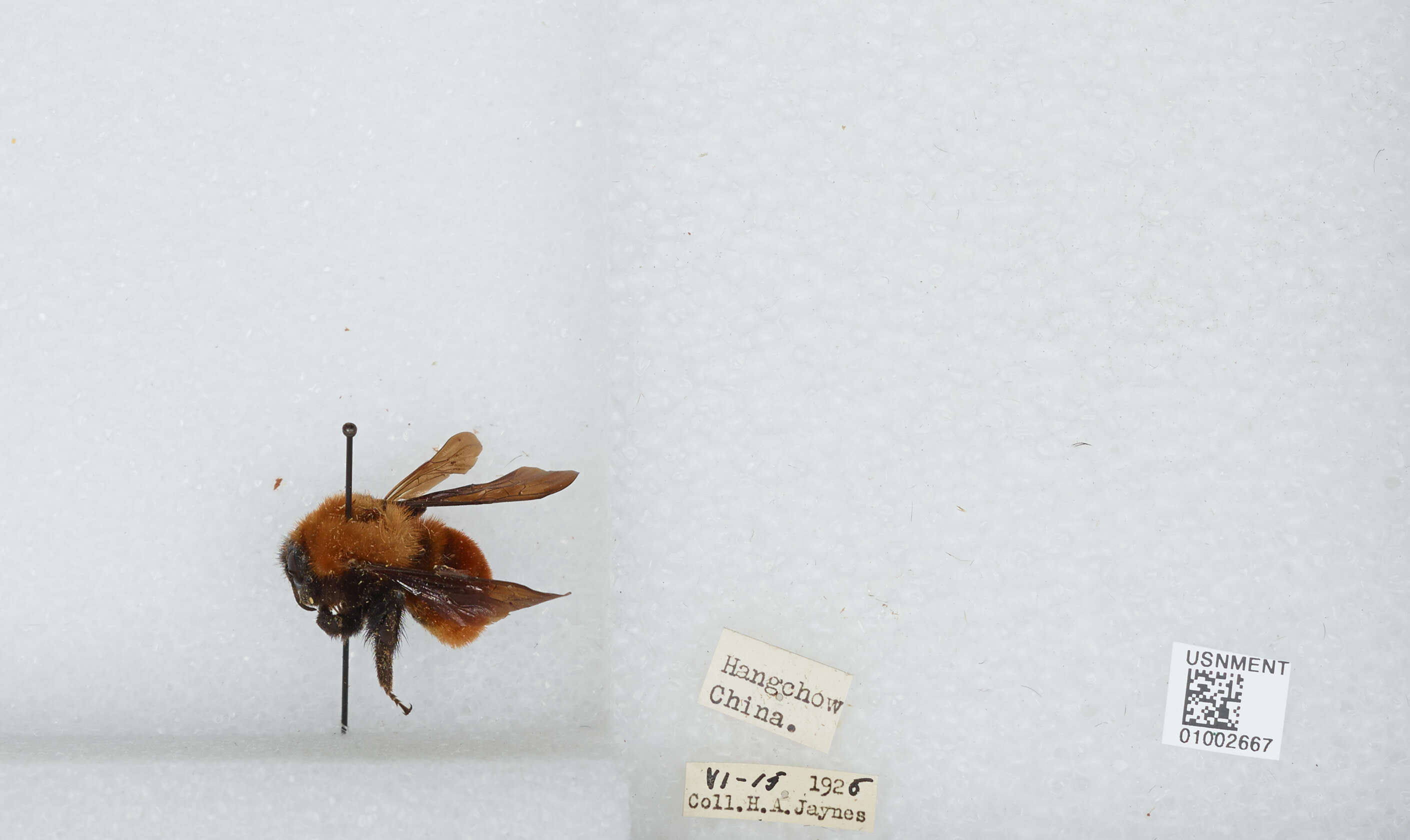 Image of Bombus atripes Smith 1852